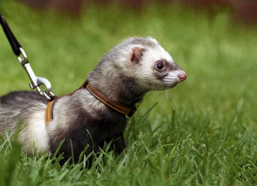 Ferret best sale care 101